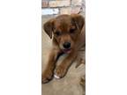 Adopt Hank a Brown/Chocolate Terrier (Unknown Type, Medium) / Dachshund / Mixed