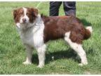 Adopt Flareon aka Heidi a Brown/Chocolate - with White Australian Shepherd /