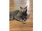 Adopt Sadie a Gray or Blue Russian Blue / Mixed (short coat) cat in Mount