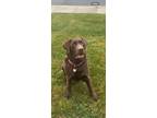 Adopt Tucker a Brown/Chocolate Labrador Retriever / Mixed dog in Menifee