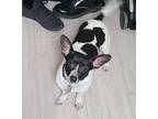 Adopt Rio a Black - with White Rat Terrier / Mixed dog in Chicago, IL (39879486)