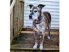 Adopt Rocky a Brindle Plott Hound / Mixed dog in Wilton, NH (41328754)
