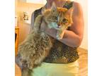 Adopt Cat a Orange or Red Domestic Longhair / Mixed (long coat) cat in