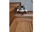 Adopt Puff a Gray, Blue or Silver Tabby Tabby / Mixed (medium coat) cat in