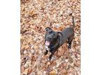 Adopt Reilly a Black - with White American Pit Bull Terrier / Mutt / Mixed dog