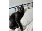Adopt Sylvester a Black (Mostly) Tabby / Mixed (short coat) cat in Yukon