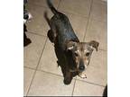 Adopt Talullah a Tan/Yellow/Fawn - with Black Mixed Breed (Small) / Mixed dog in
