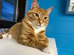 Adopt Larry a Orange or Red Tabby Domestic Shorthair (short coat) cat in New