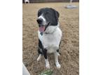 Adopt Penny a Black - with White Border Collie / Great Pyrenees / Mixed dog in