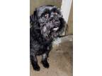 Adopt Bingo a Black Labradoodle / Mixed dog in Baytown, TX (41328714)