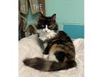 Adopt Peaches a Calico or Dilute Calico Domestic Shorthair (short coat) cat in