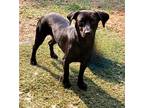 Adopt Dino a Black Miniature Pinscher / Mixed dog in Walnut Creek, CA (41328706)