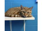 Adopt Gary a Orange or Red Tabby Domestic Shorthair (short coat) cat in New