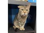 Adopt Rebel a Brown Tabby Domestic Shorthair (short coat) cat in New York