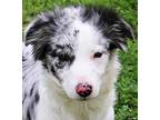 Adopt OZZIE (BEAUTIUFL!!) a Merle Aussiedoodle / Mixed dog in Wakefield