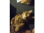 Adopt Insanity a Brown Tabby Munchkin / Mixed (short coat) cat in Chino