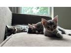 Adopt Winnie a Gray, Blue or Silver Tabby Tabby / Mixed (short coat) cat in