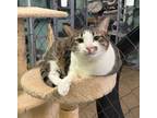 Adopt Ally a Domestic Shorthair / Mixed (short coat) cat in Fallbrook