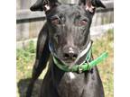 Adopt ROAD WARRIOR a Black Greyhound / Mixed dog in Grandville, MI (41278098)