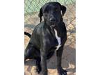 Adopt Danny a Black Labrador Retriever / Mixed dog in Phoenix, AZ (41328562)