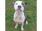 Adopt Ciara a Gray/Blue/Silver/Salt & Pepper Pointer / Mixed dog in San Marcos