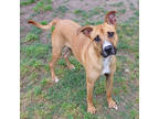 Adopt Bubba a Brown/Chocolate Boxer / Mixed Breed (Medium) / Mixed (short coat)