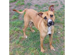 Adopt Bubba a Brown/Chocolate Boxer / Mixed dog in San Marcos, TX (39240519)