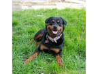 Adopt Sheba a Black - with Tan, Yellow or Fawn Rottweiler / Mixed dog in