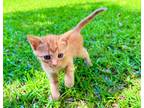 Adopt Hestia a Orange or Red Tabby Tabby / Mixed (short coat) cat in McRae
