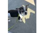 Adopt MO a Black - with White Shih Tzu / Mixed dog in Conroe, TX (41316885)