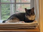 Adopt Rose a Brown Tabby Tabby (short coat) cat in Greenburgh, NY (41012577)