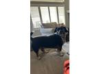 Adopt Louie a Black - with Tan, Yellow or Fawn Dachshund / Boston Terrier /