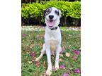 Adopt Mickey a White - with Black Australian Cattle Dog / Mixed dog in Walnut