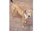 Adopt Bobby a Brown/Chocolate - with White Hound (Unknown Type) / Mixed dog in