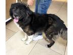 Adopt Bernie a Black Newfoundland / Mixed dog in Walnut Creek, CA (41094243)
