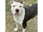 Adopt Bernard (HW+) a White American Staffordshire Terrier / Mixed Breed