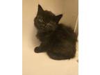 Adopt Gumbo a Black (Mostly) Domestic Shorthair / Mixed (short coat) cat in