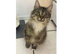 Adopt Nora a Brown Tabby Domestic Mediumhair (medium coat) cat in New York