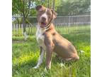 Adopt Hemlock a Brown/Chocolate - with White American Pit Bull Terrier / Mixed