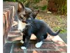 Adopt Chaos a Black & White or Tuxedo Domestic Shorthair / Mixed (short coat)