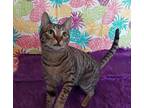 Adopt HoneyBun a Brown Tabby Domestic Shorthair (short coat) cat in Salt Lake