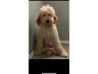 Adopt Biscuit a Tan/Yellow/Fawn Labradoodle / Mixed dog in Arlington