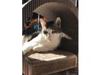 Adopt Sauce a White (Mostly) Domestic Shorthair / Mixed (short coat) cat in Los