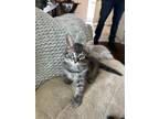 Adopt Dolly a Brown Tabby Domestic Shorthair / Mixed (short coat) cat in