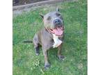 Adopt Keeper a Gray/Blue/Silver/Salt & Pepper American Pit Bull Terrier / Cane