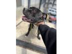 Adopt Omni a Brindle - with White American Pit Bull Terrier / Mixed dog in