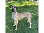 Adopt Lilah a Tan/Yellow/Fawn Great Dane dog in Lathrop, CA (40861872)