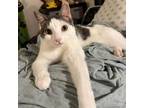 Adopt (H2O) Fiji a Domestic Shorthair cat in Calistoga, CA (41086622)