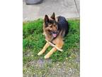 Adopt Buddy a Brown/Chocolate - with Black German Shepherd Dog / Mixed dog in