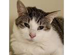 Adopt Saeve a Brown Tabby Domestic Shorthair (short coat) cat in Victor